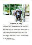 MICKY - cucciolo cieco-Urgentissimo - Toscana