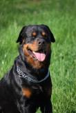 BULLET, ROTTWEILER PURO 7 ANNI L'ULTIMATUM E' STATO DATO..O TROVA UN'ALTRA CASA O NON SI SA CHE FUTU