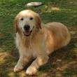 WINTER, GOLDEN RETRIVER PURO 7 ANNI UN PASSATO DA DIMENTICARE,UN FUTURO TUTTO DA SCRIVERE