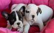 Vendita bellissimi cuccioli di bouledogue francese