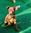 pinscher nano