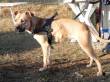 RUNA, PITT BULL STUPENDA DI DUE ANNI IN CANILE SOFFRE IL GELO