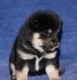 Shiba puppy