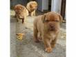 Cuccioli di Dogue de Bordeaux