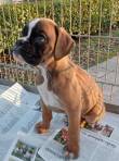 boxer cuccioli