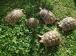 tartarughe terrestri
