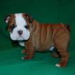 STREPITOSO CUCCIOLO DI BULLDOG INGLESE