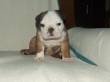 bulldog inglesi,francese,bullterrier