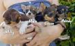 4 Cuccioli Di Chihuahua Con Pedigree.