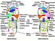 Riflessologia Plantare corso base