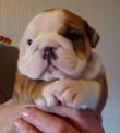 Bulldog Inglese disponibile