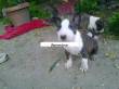 bulldog,bullterrier-allevamento amatoriale