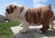 Bulldog Inglesi! Cuccioli