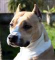American Staffordshire Terrier Allevamento ''Of Bazo-Town''....