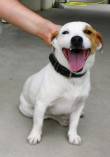 Apollo jack russel