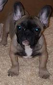 Vendo bulldog francese maschio