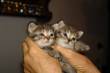 Disponibili cuccioli gatto persiano chinchilla