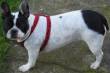 AIUTO ! BULLDOG FRANCESE RUBATO ! ! ! RICOMPENSA DI 1500 Euro !