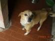 MIMI' 10 ANNI PER 5 KG. DI OSSICINE...ADOZIONE DEL CUORE! BERGAMO