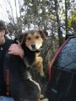 ROCKY ABBIAMO TEMPO FINO A SABATO 3/04 POI ARRIVERA' IN CANILE!!!! AIUTATECI E' SOLO UN CUCCIOLO!!!!