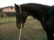 vendo cavallo purosangue inglese