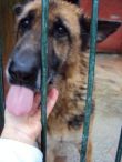 VOLONTARIA CANILE OFFRE OSPITALITA' AL TUO CANE CHE NON PUOI PORTARE IN VACANZA!