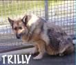 TRILLY, 11 ANNI, MERAVIGLIOSA FEMMINA DI PASTORE TEDESCO