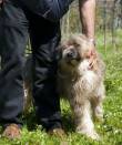 Duca, meraviglioso spinone di 2 anni