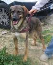 SASHA, 10 mesi, sterilizzata... Ha vissuto per 7 mesi sola in un casolare a Salerno, ora cerca una c