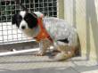 DADO, UNO SCRICIOLO DI CANE DI 6-7 KG CERCA CASA