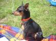 PALLINO, PINSCHER PURO, UN'ODISSEA SENZA FINE