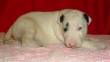 bulldog inglese 2 femmine e bullterrier standard femmina