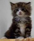 SPLENDIDI CUCCIOLI MAINE COON