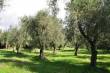 Terreno con oliveto.