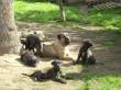 CUCCIOLI DI CANE CORSO