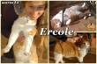 Protezione Micio: adozione del cuore gatto Ercole