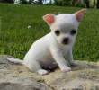 VENDO CUCCIOLI DI CHIHUAHUA MINI TOY