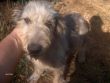 URGENTISSIMO: giovane spinone maschio salvato dall'impiccagione e con i canini tagliati