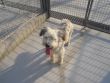 PICCOLO E DOLCE SPINONCINO 10 MESI IN CANILE CERCA CASA E COCCOLE!!!