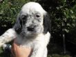 cuccioli setter inglesi