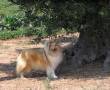 Cuccioli di Pastore Scozzese a pelo lungo fulvi