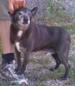 GOLIA: DOLCISSIMO VECCHIETTO di 12 ANNI, 8 KG, E' STATO ABBANDONATO PER STRADA, ORA E' IN CANILE.