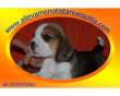 beagle elizabeth tag piccola