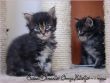 Cucciolo di Maine Coon disponibile con pedigree