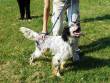 FRECCIA,SETTER PURO 2 ANNI. L'UOMO LO HA ROVINATO...L'UOMO LO DEVE SALVARE!