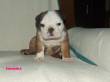 bulldog inglesi,francese,bullterrier