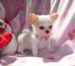 BELLISSIMI CHIHUAHUA TOY E MINI