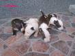 bulldog e bullterrier-allevamento amatoriale