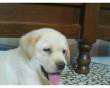 Cuccioli labrador retriever miele autentici!