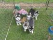 HUSKY SIBERANO CUCCIOLI DISPONIBILI